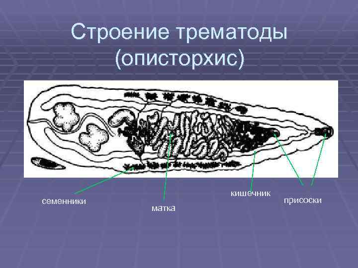 Строение трематоды (описторхис) семенники кишечник матка присоски 