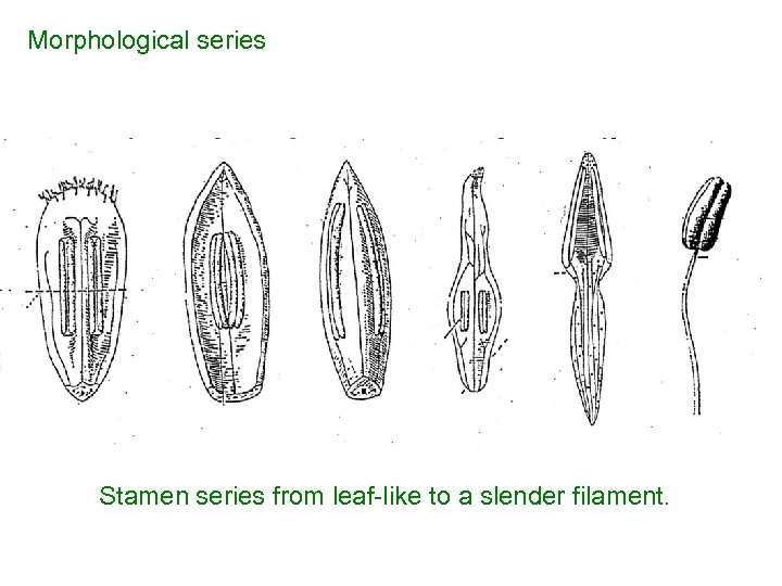 Morphological series Stamen series from leaf-like to a slender filament. 