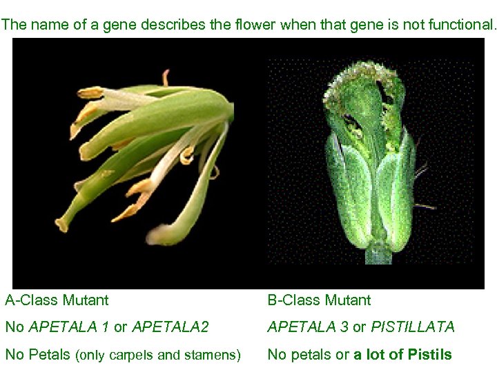 The name of a gene describes the flower when that gene is not functional.
