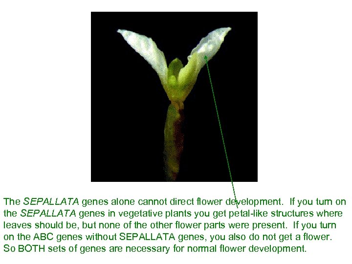 The SEPALLATA genes alone cannot direct flower development. If you turn on the SEPALLATA