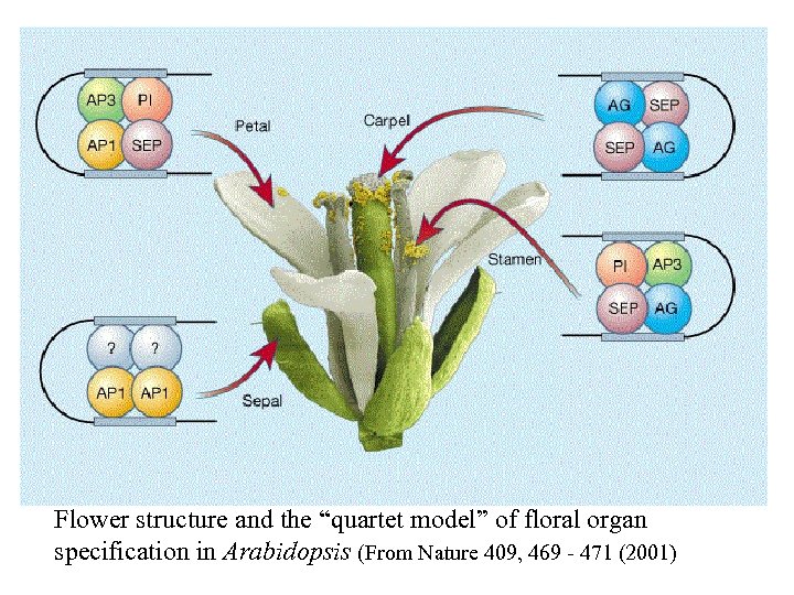 Flower structure and the “quartet model” of floral organ specification in Arabidopsis (From Nature