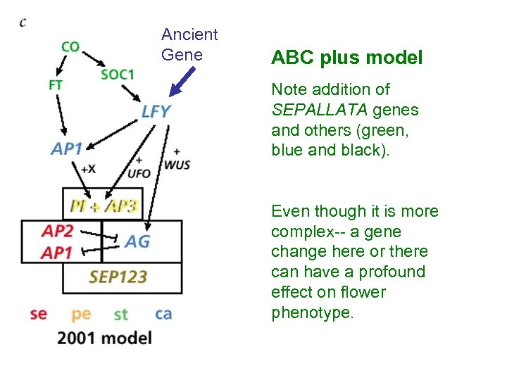 Ancient Gene ABC plus model Note addition of SEPALLATA genes and others (green, blue