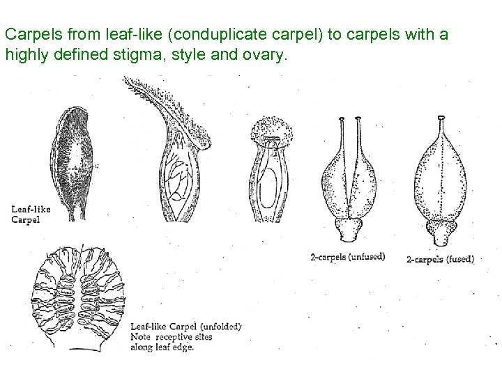 Carpels from leaf-like (conduplicate carpel) to carpels with a highly defined stigma, style and