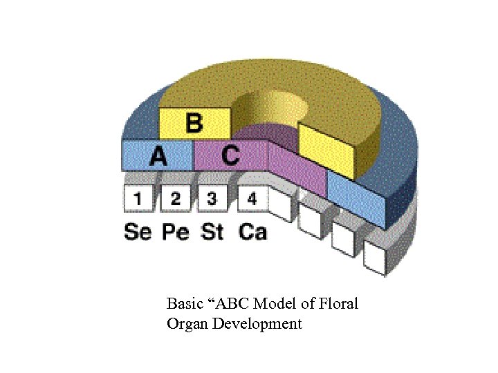 Basic “ABC Model of Floral Organ Development 