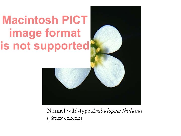 Normal wild-type Arabidopsis thaliana (Brassicaceae) 