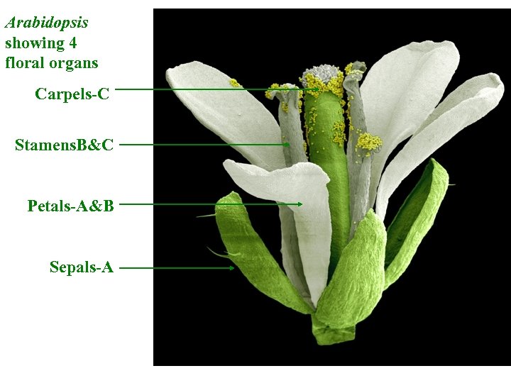 Arabidopsis showing 4 floral organs Carpels-C Stamens. B&C Petals-A&B Sepals-A 
