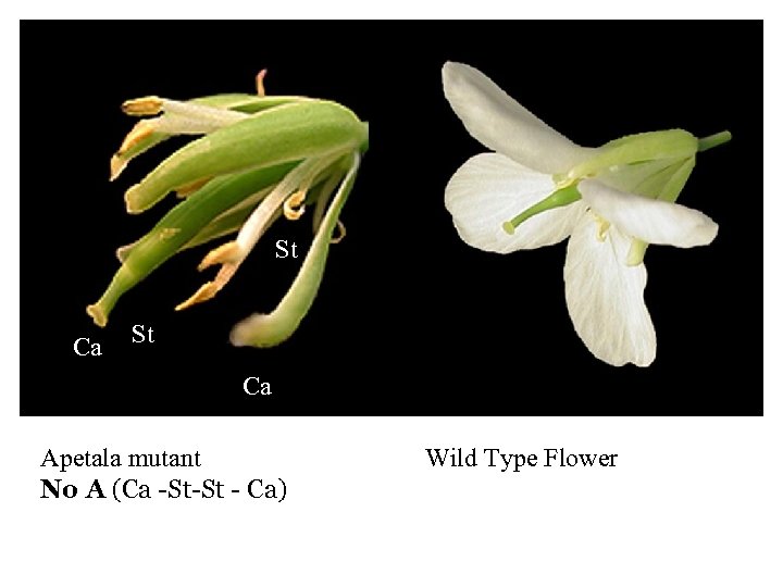 St Ca Apetala mutant No A (Ca -St-St - Ca) Wild Type Flower 