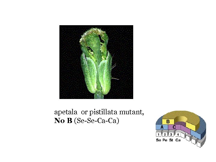 apetala or pistillata mutant, No B (Se-Se-Ca-Ca) 
