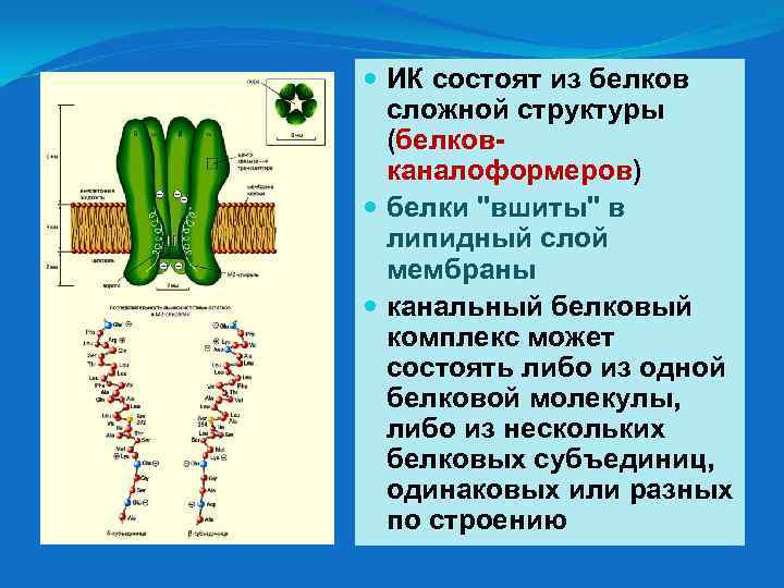 Из субъединиц состоят