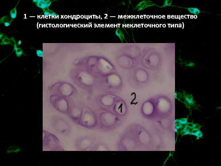 1 — клетки хондроциты, 2 — межклеточное вещество (гистологический элемент неклеточного типа) 