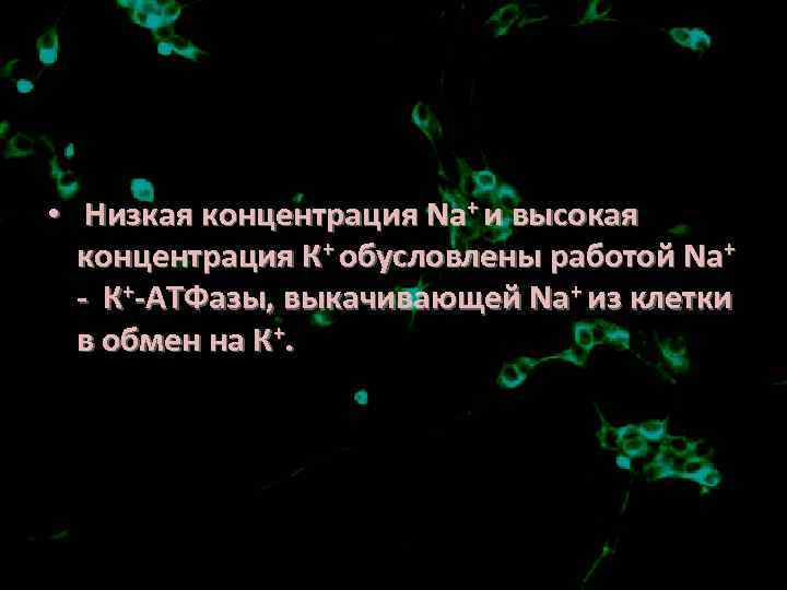  • Низкая концентрация Na+ и высокая концентрация К+ обусловлены работой Na+ - К+-АТФазы,