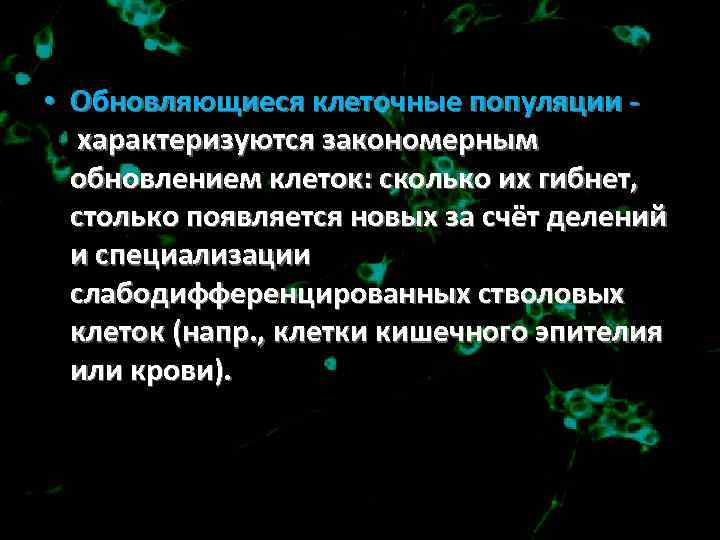  • Обновляющиеся клеточные популяции - характеризуются закономерным обновлением клеток: сколько их гибнет, столько