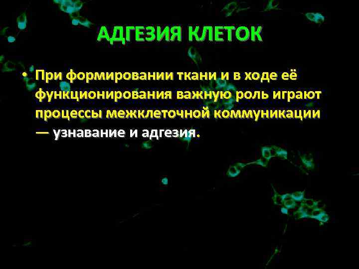 АДГЕЗИЯ КЛЕТОК • При формировании ткани и в ходе её функционирования важную роль играют