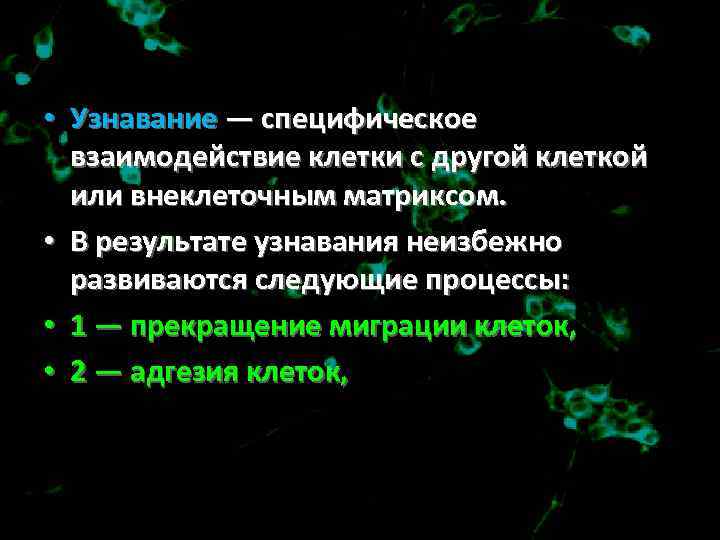  • Узнавание — специфическое взаимодействие клетки с другой клеткой или внеклеточным матриксом. •