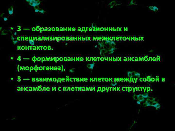  • 3 — образование адгезионных и специализированных межклеточных контактов. • 4 — формирование