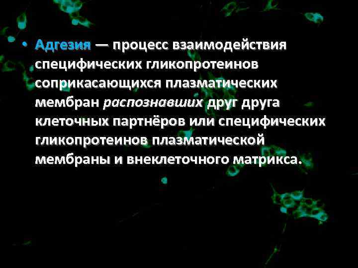  • Адгезия — процесс взаимодействия специфических гликопротеинов соприкасающихся плазматических мембран распознавших друга клеточных