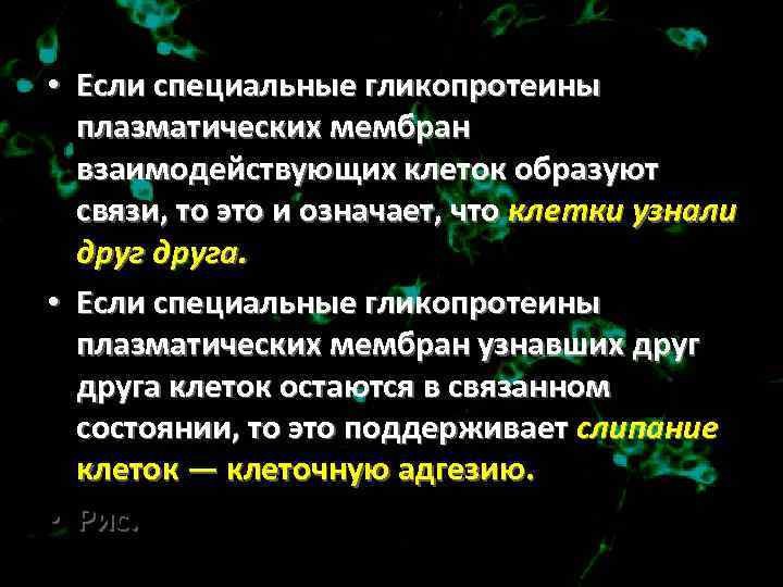  • Если специальные гликопротеины плазматических мембран взаимодействующих клеток образуют связи, то это и