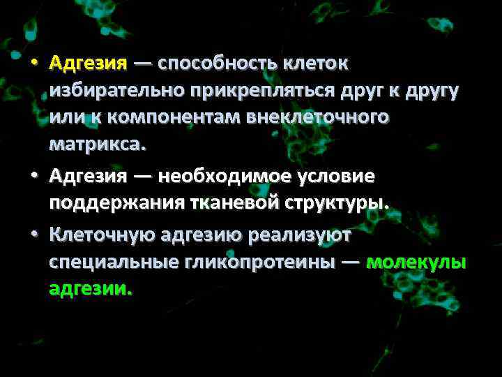  • Адгезия — способность клеток избирательно прикрепляться друг к другу или к компонентам