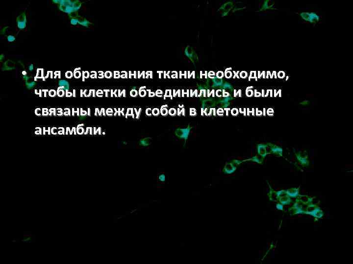  • Для образования ткани необходимо, чтобы клетки объединились и были связаны между собой