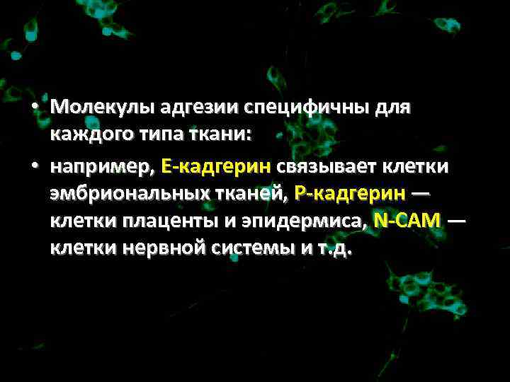  • Молекулы адгезии специфичны для каждого типа ткани: • например, Е-кадгерин связывает клетки