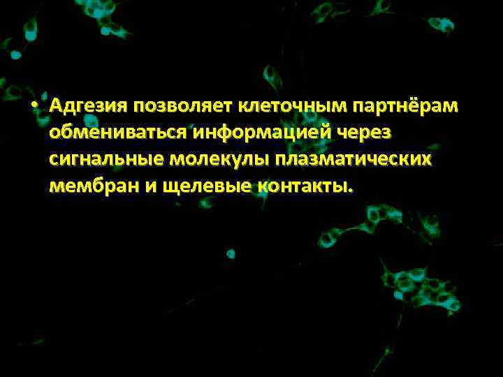  • Адгезия позволяет клеточным партнёрам обмениваться информацией через сигнальные молекулы плазматических мембран и