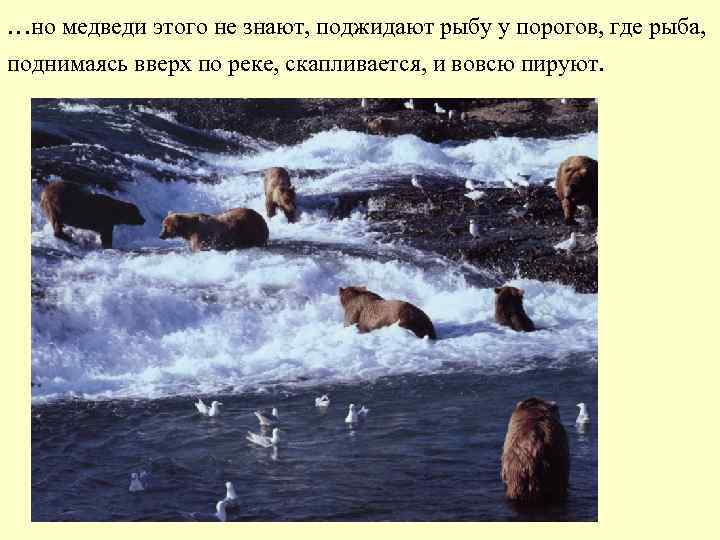 …но медведи этого не знают, поджидают рыбу у порогов, где рыба, поднимаясь вверх по