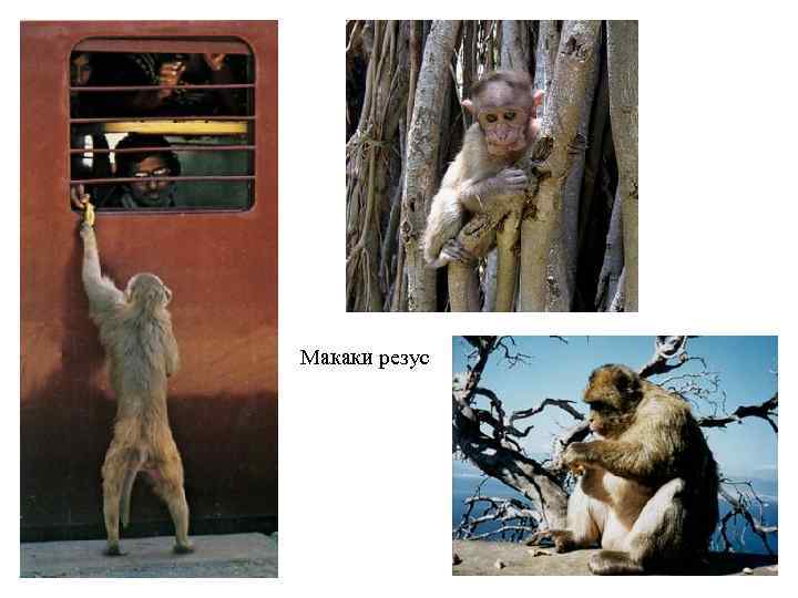 Макаки резус 