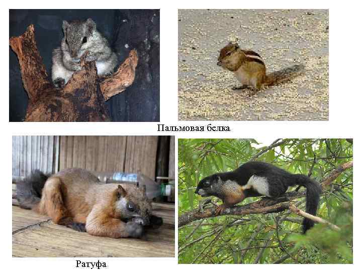 Пальмовая белка Ратуфа 