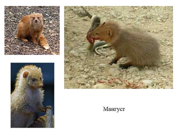 Мангуст 