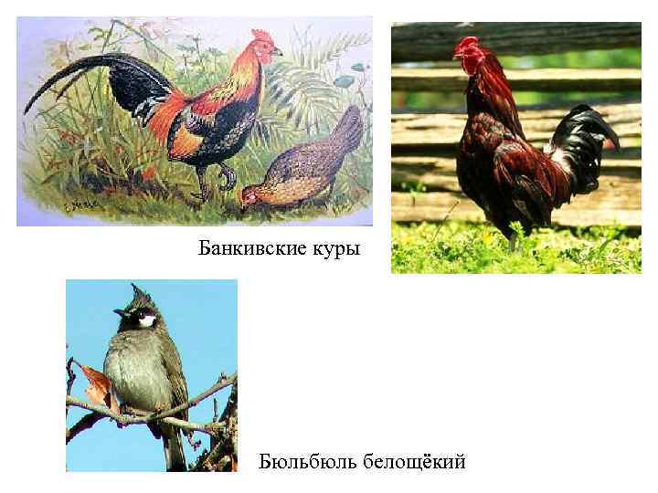 Банкивские куры Бюльбюль белощёкий 