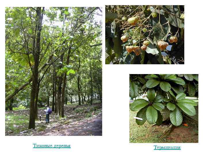 Тиковые деревья Терминалия 