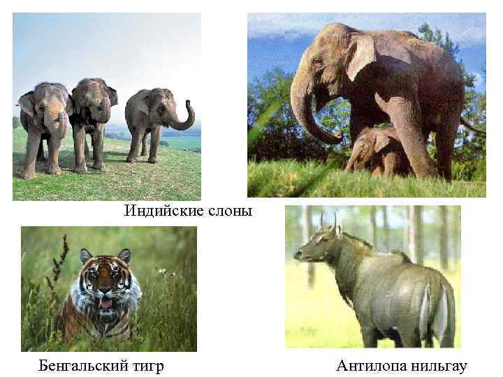 Индийские слоны Бенгальский тигр Антилопа нильгау 