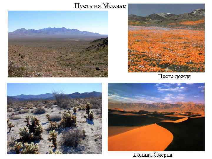 Пустыня Мохаве После дождя Долина Смерти 