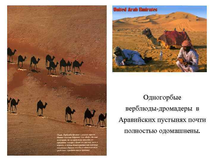 Одногорбые верблюды-дромадеры в Аравийских пустынях почти полностью одомашнены. 