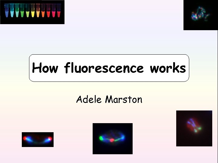 How fluorescence works Adele Marston 