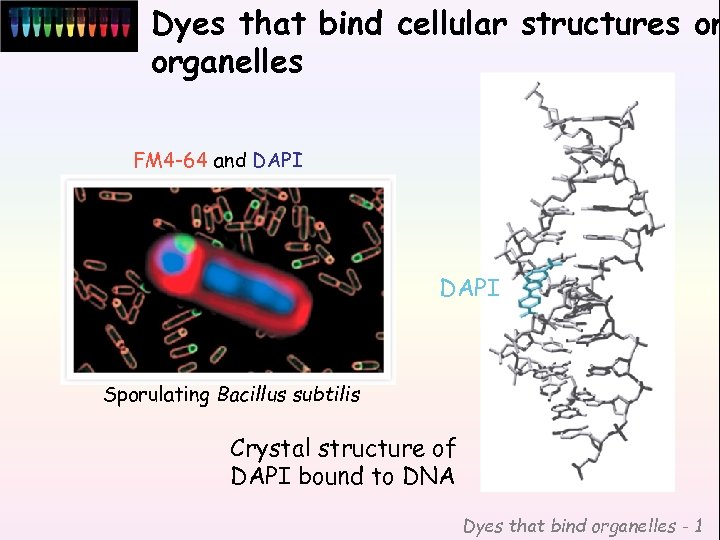 Dyes that bind cellular structures or organelles FM 4 -64 and DAPI Sporulating Bacillus