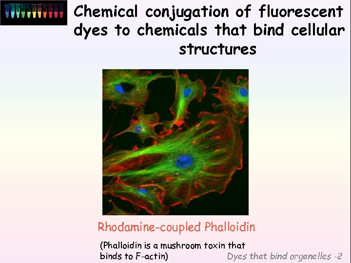 Chemical conjugation of fluorescent dyes to chemicals that bind cellular structures Rhodamine-coupled Phalloidin (Phalloidin