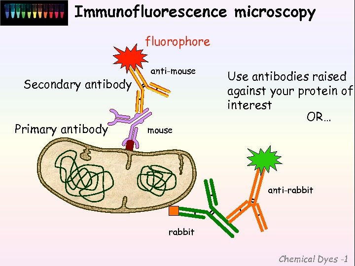 Immunofluorescence microscopy fluorophore Secondary antibody Primary antibody anti-mouse Use antibodies raised against your protein