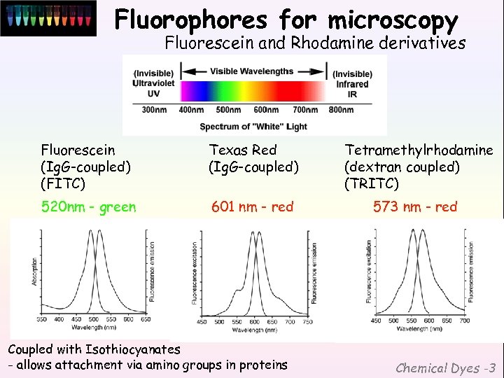 Fluorophores for microscopy Fluorescein and Rhodamine derivatives Fluorescein (Ig. G-coupled) (FITC) Texas Red (Ig.