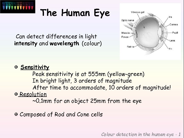 The Human Eye Can detect differences in light intensity and wavelength (colour) X Sensitivity