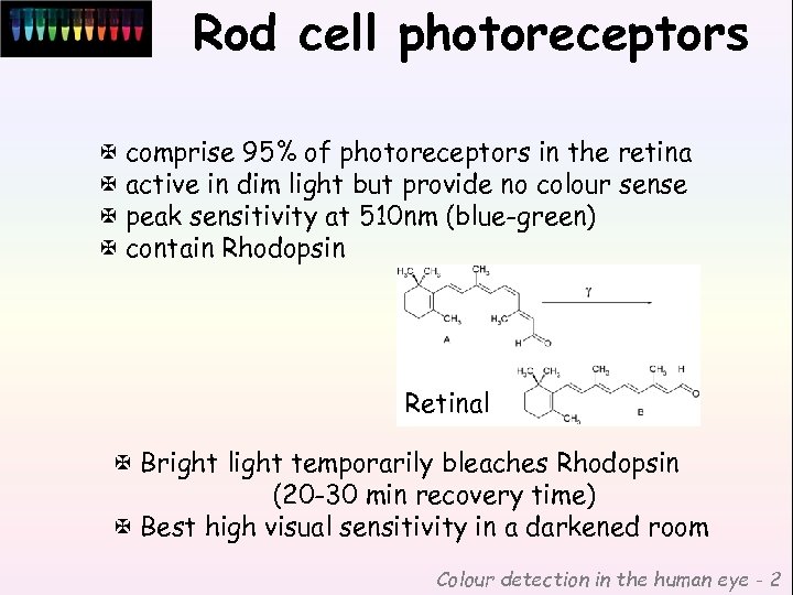 Rod cell photoreceptors X comprise 95% of photoreceptors in the retina X active in