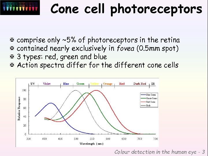 Cone cell photoreceptors X comprise only ~5% of photoreceptors in the retina X contained