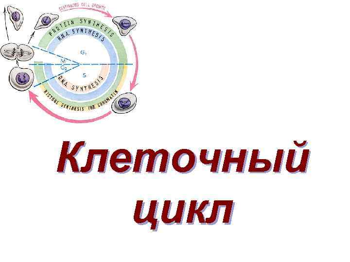 Клеточный цикл 