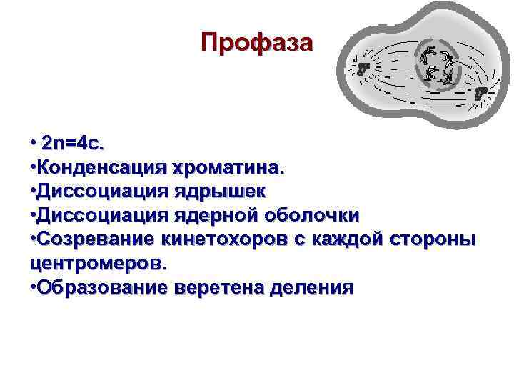 Профаза • 2 n=4 c. • Конденсация хроматина. • Диссоциация ядрышек • Диссоциация ядерной