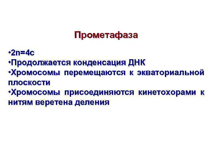 Прометафаза • 2 n=4 c • Продолжается конденсация ДНК • Хромосомы перемещаются к экваториальной