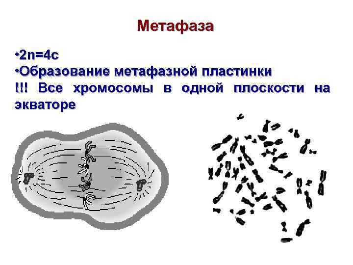 Метафаза • 2 n=4 c • Образование метафазной пластинки !!! Все хромосомы в одной