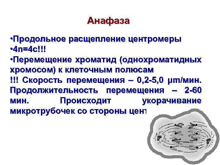 Анафаза • Продольное расщепление центромеры • 4 n=4 c!!! • Перемещение хроматид (однохроматидных хромосом)