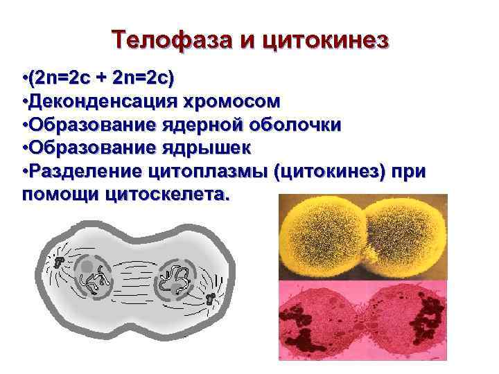 Цитокинез это в биологии