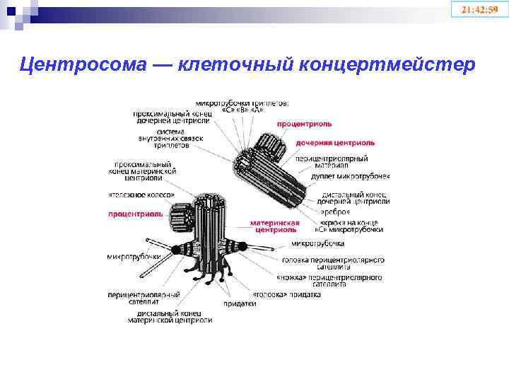 Центросома — клеточный концертмейстер 