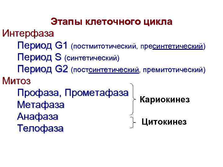 Этапы клетки